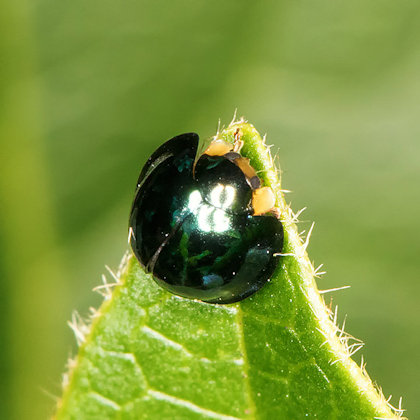 Ladybird (Chilocorus malasiae) (Chilocorus malasiae)